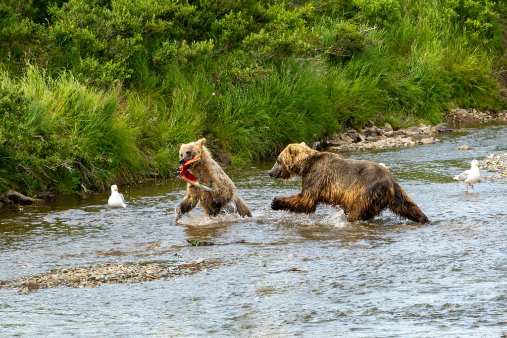 Brown bear cub carrying a fish away from its mother
