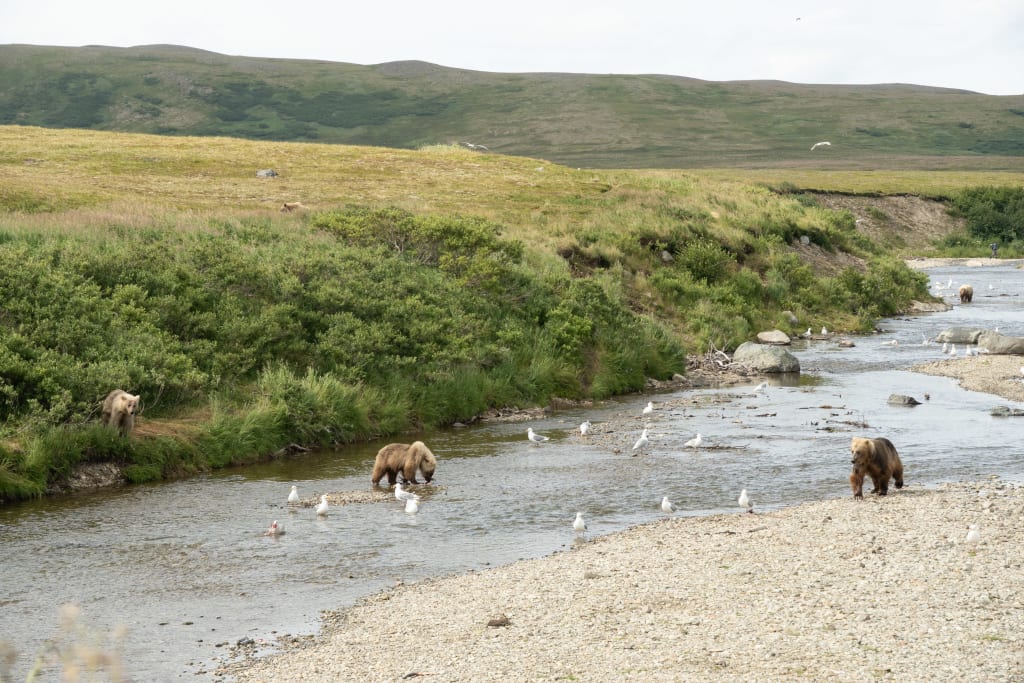 Multiple brown bears in Katmai National Park