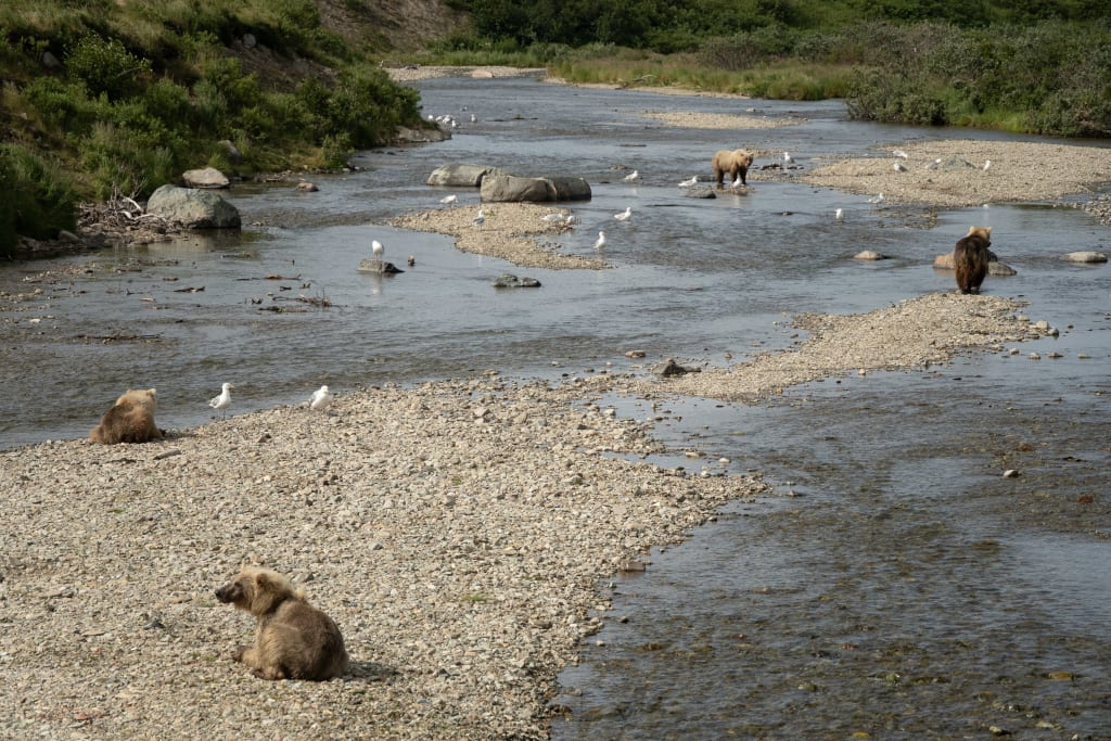 Brown bear in Katmai National Park