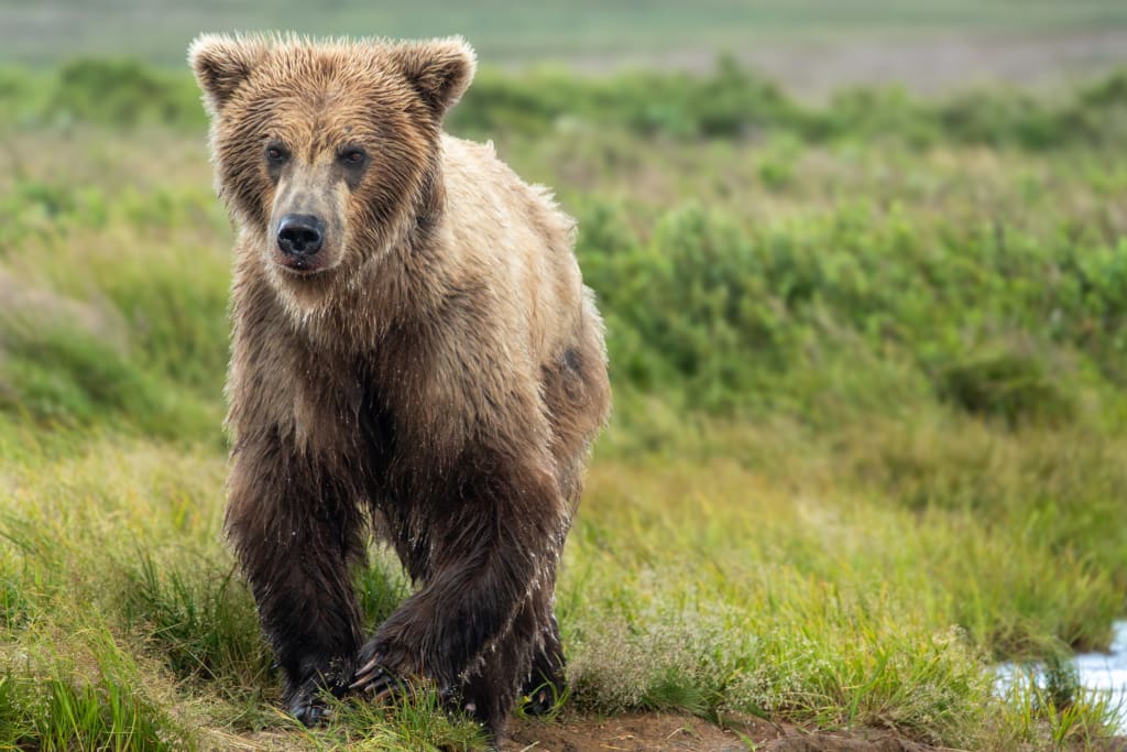 Brown bear portrait in Katmai