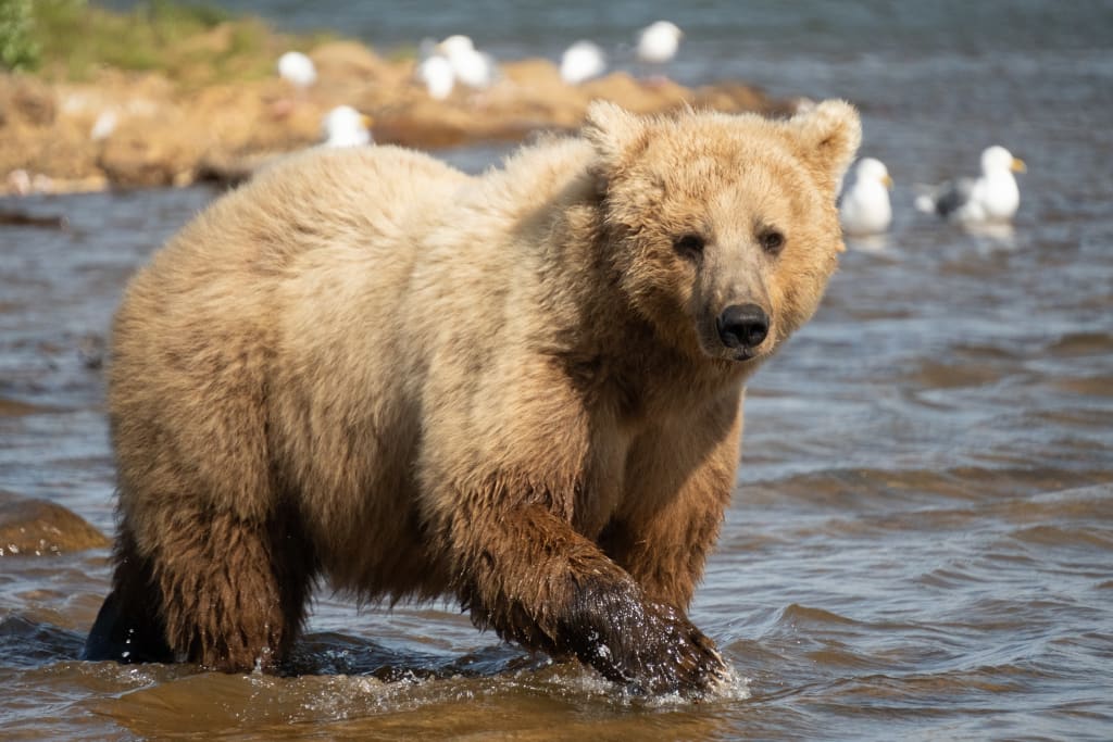 Mother brown bear wading into the river to fish