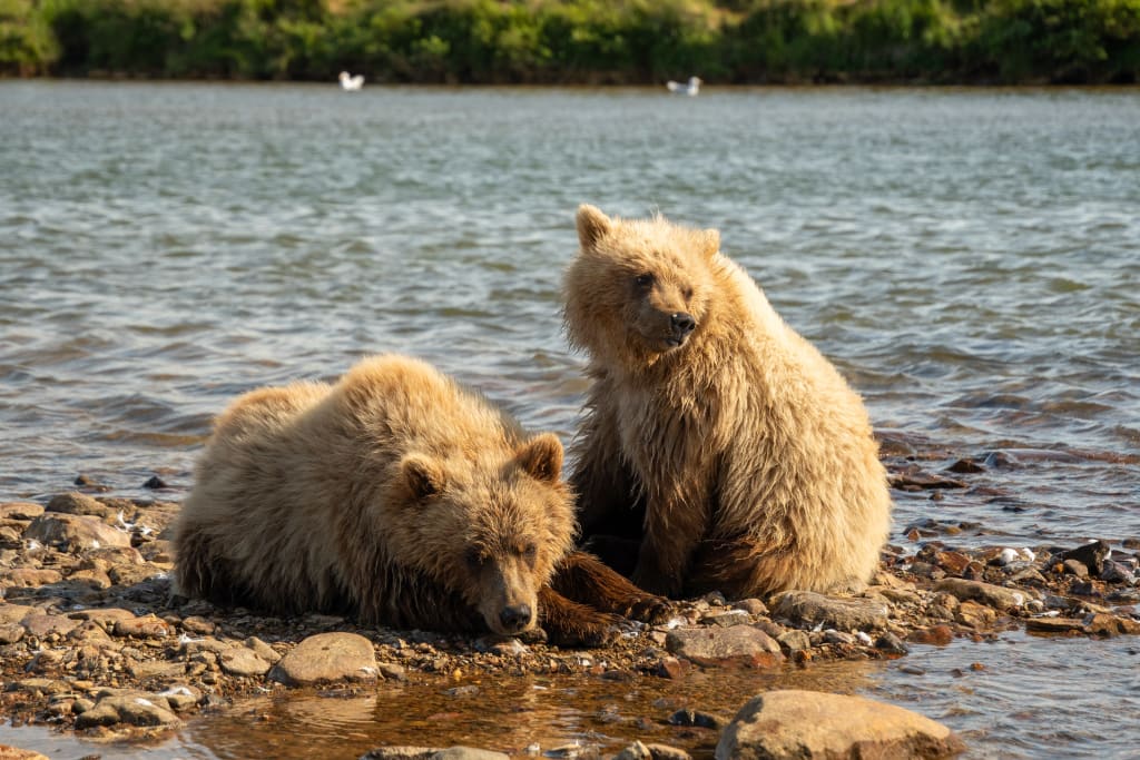 Two brown bear cubs waiting on the riverbank