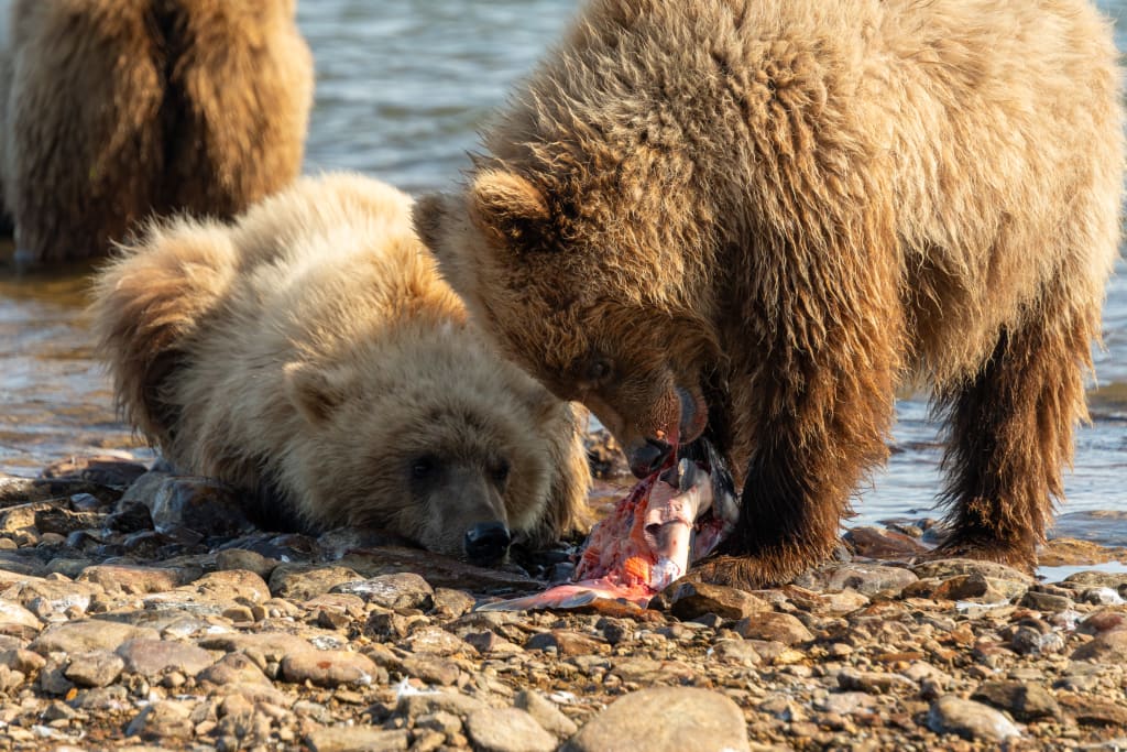 Brown bear cub with a freshly caught fish