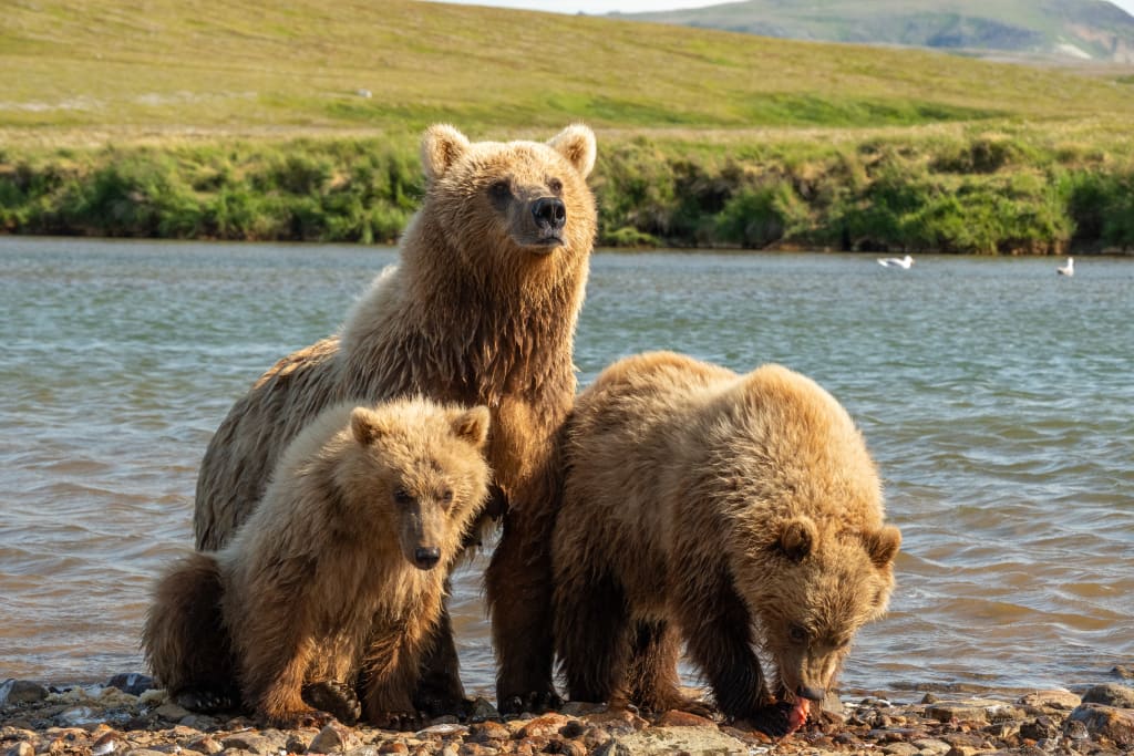 Alert mother brown bear watching from the riverbank