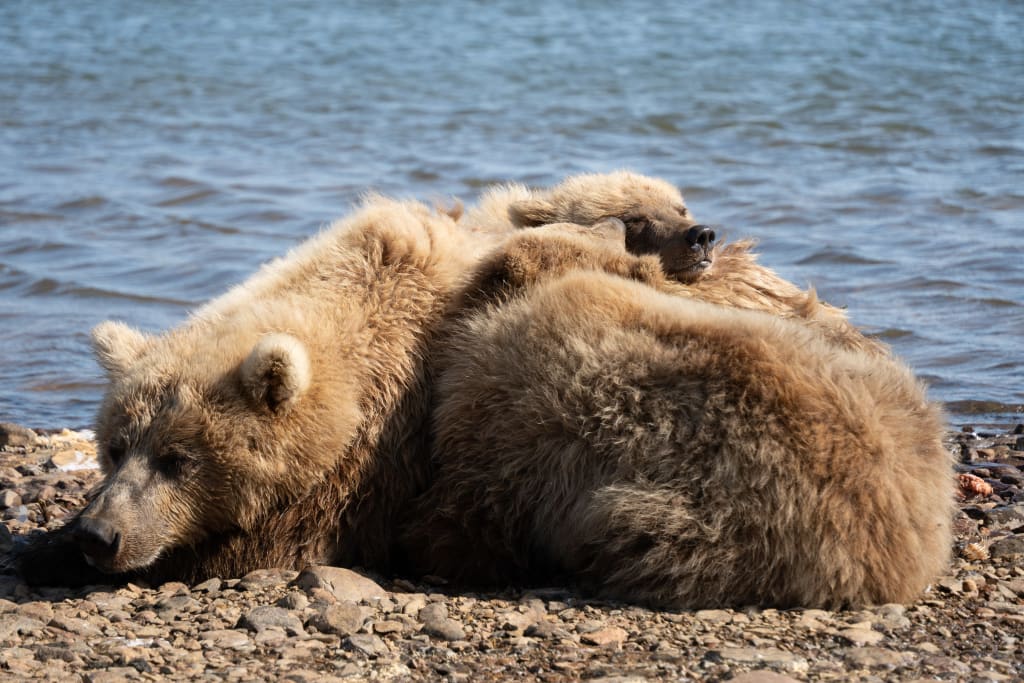 Mother brown bear and two cubs snuggling together