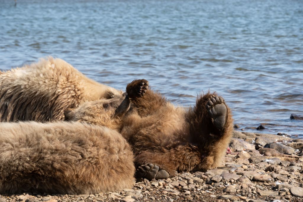 Close-up of brown bear cub paws