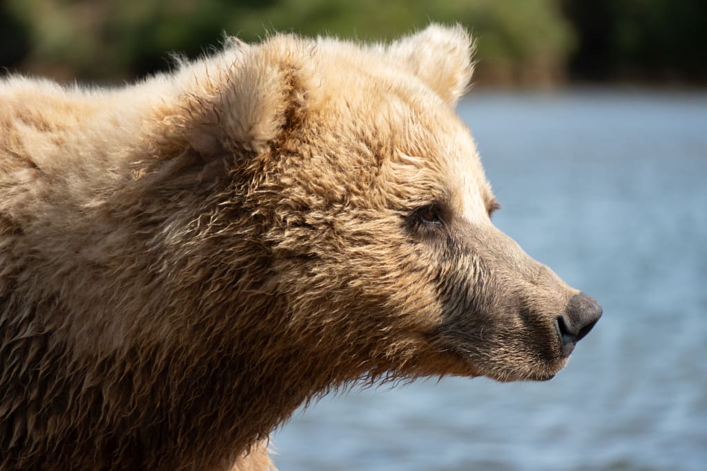 Mother brown bear alert near her cubs