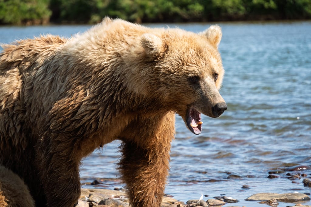 Brown bear cub yawning on the riverbank