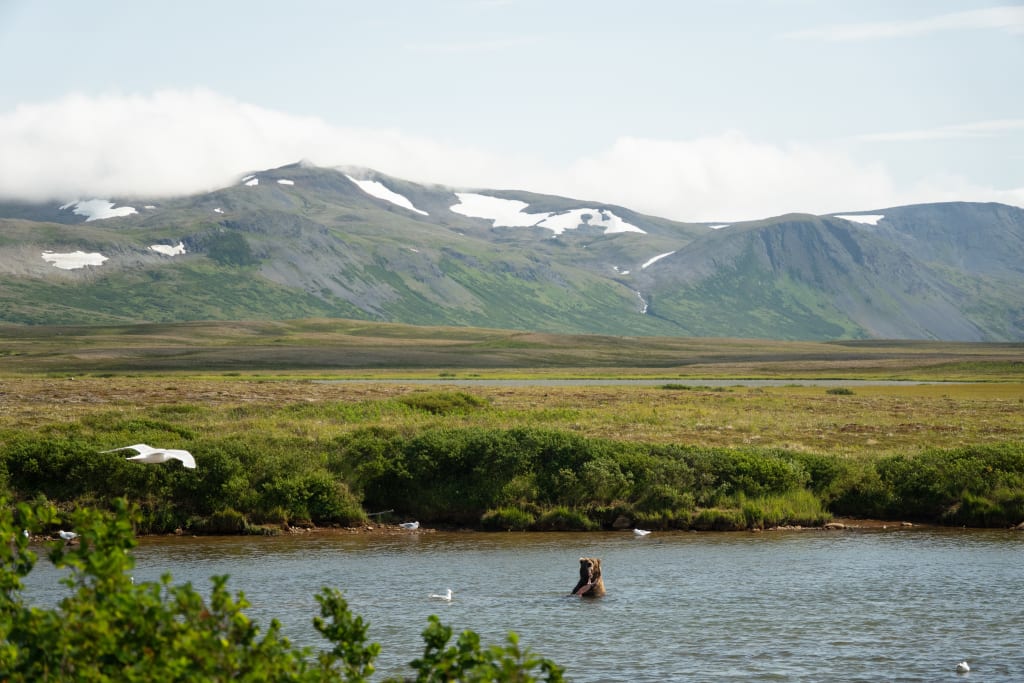 Brown bear in the wild in Alaska