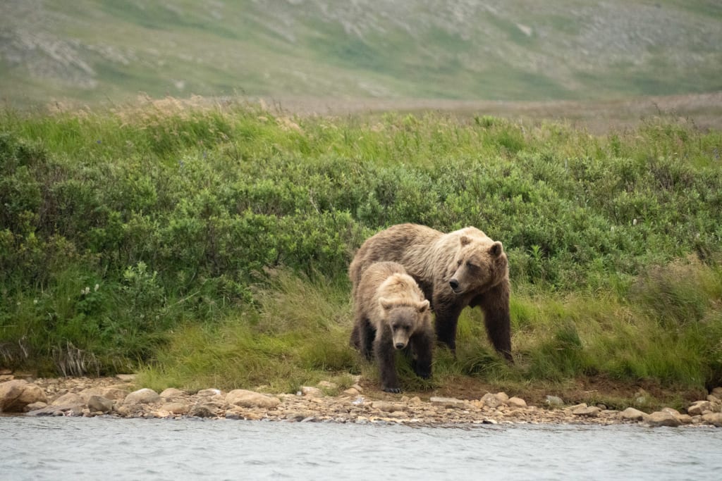 Brown bear family in Katmai