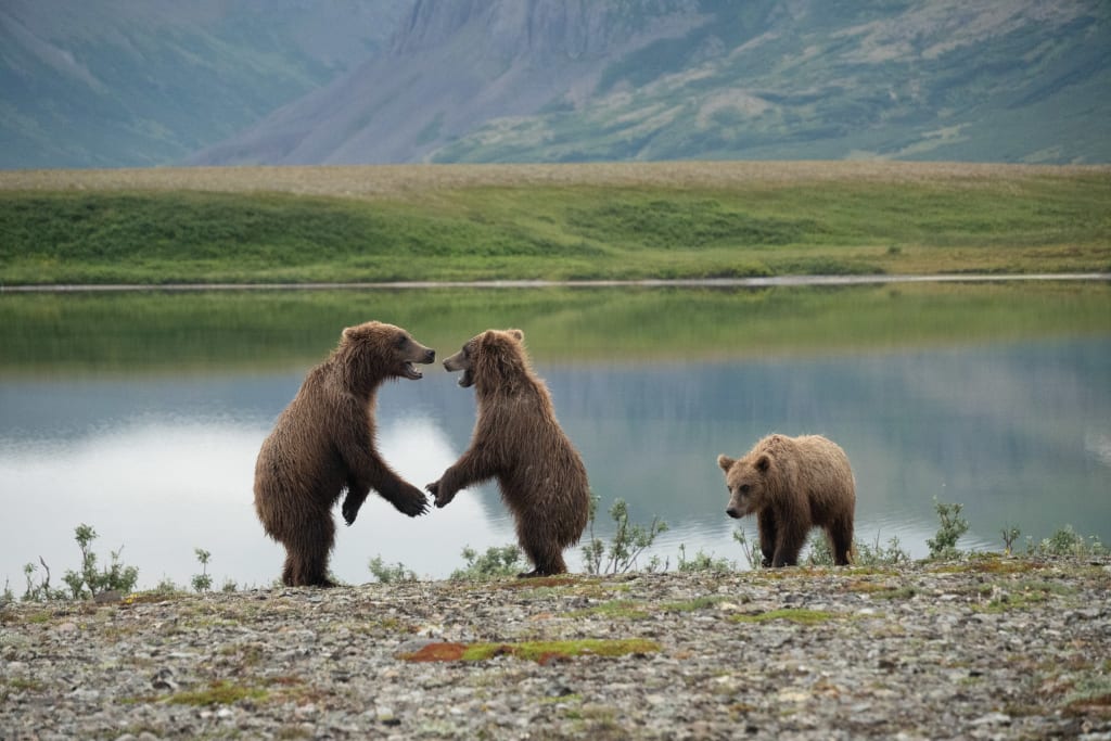 Brown bears playing in Katmai