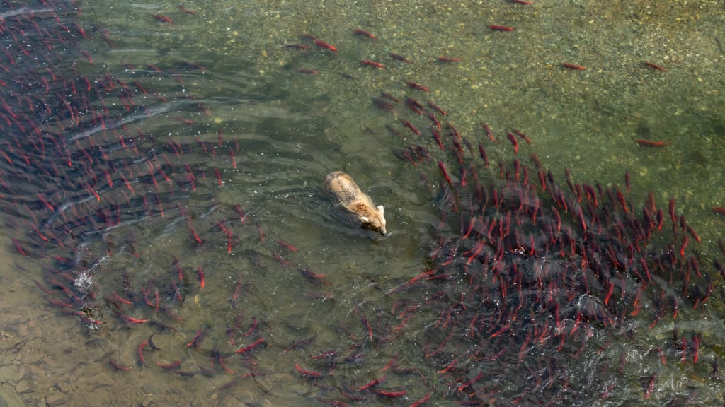 Brown bears fishing from above at the Bluffs