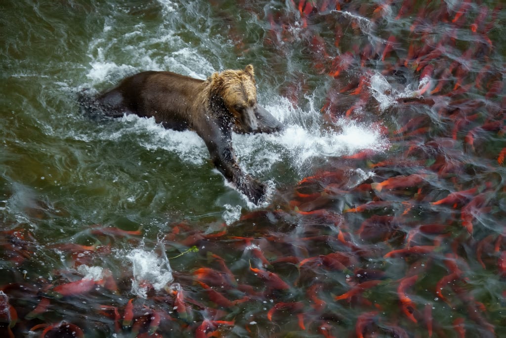 Brown bear fishing from the bluffs in Katmai