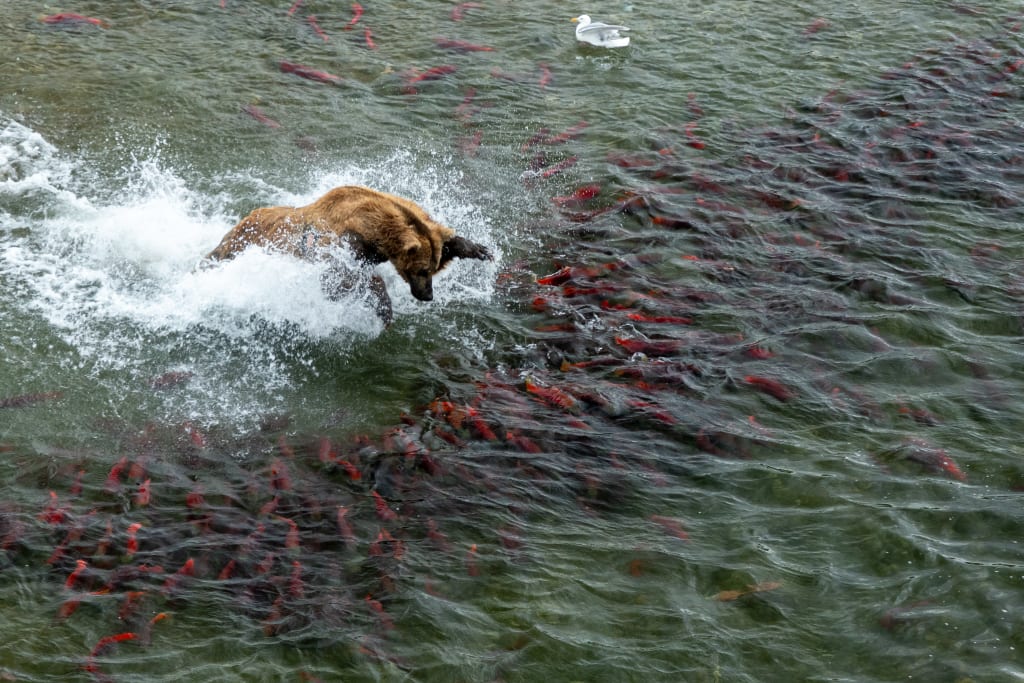Brown bear diving into a river full of salmon