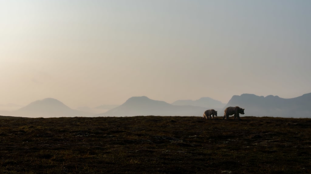 Brown bear in Katmai National Park and Preserve