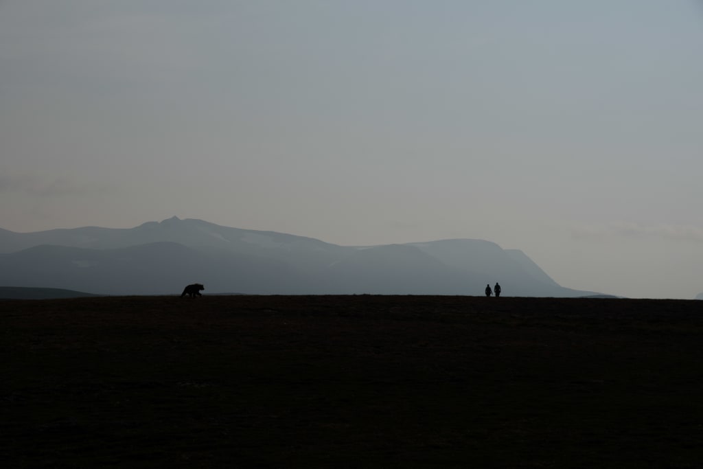 Silhouettes of people and brown bears in Katmai