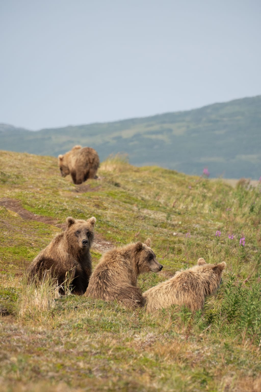 Brown bear cub standing alone near the riverbank
