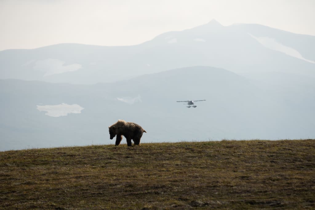 Brown bear at Bear Camp in Katmai