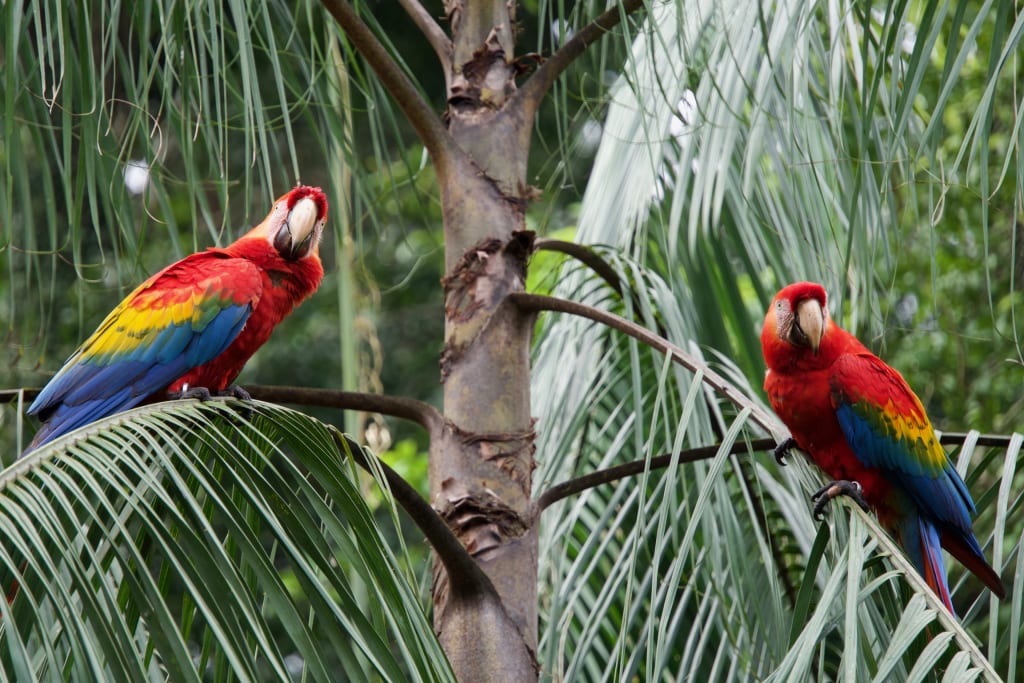 Two scarlet macaws