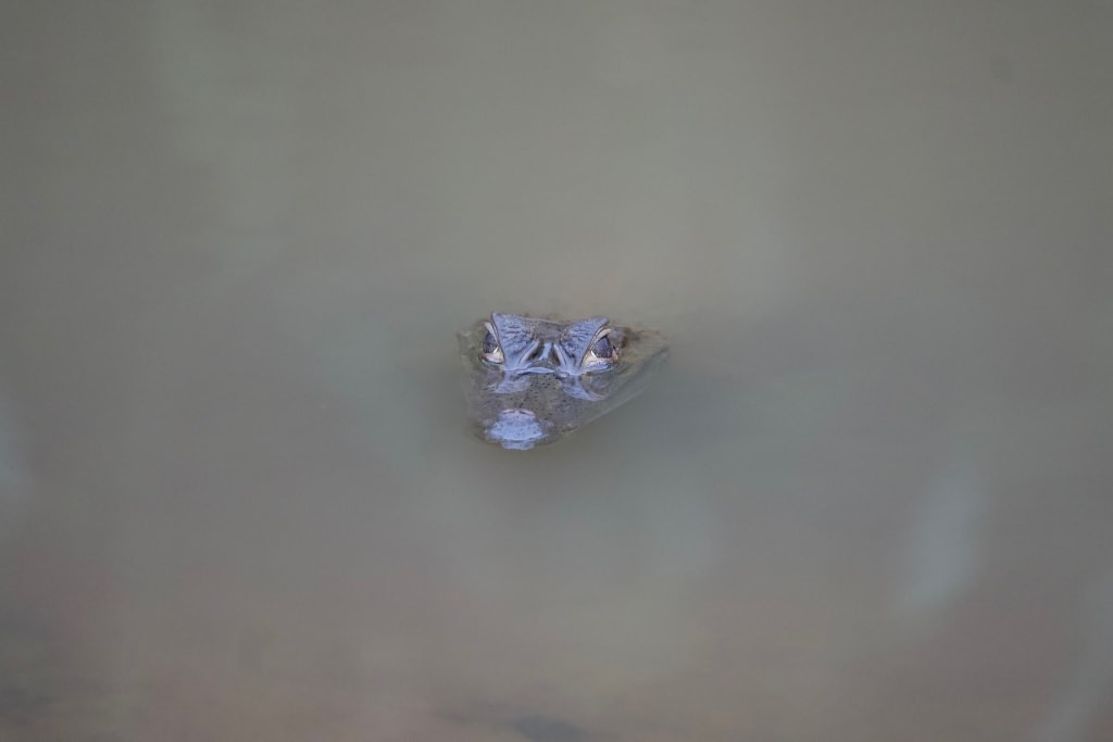 White caiman in the Amazon