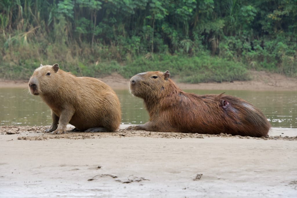 Capybara in the Amazon