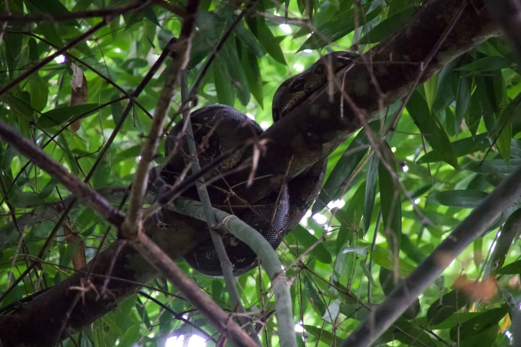 A boa constrictor in the tree