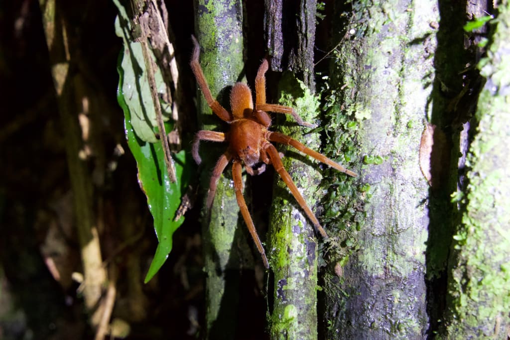 A spider in the Amazon