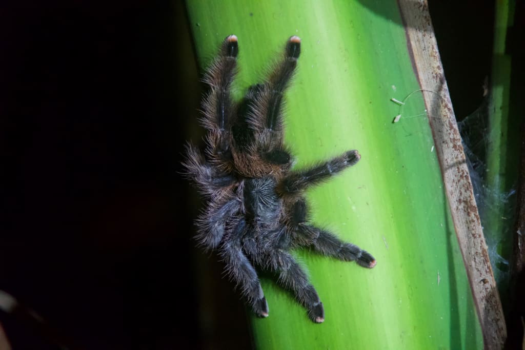 A tarantula in the Amazon