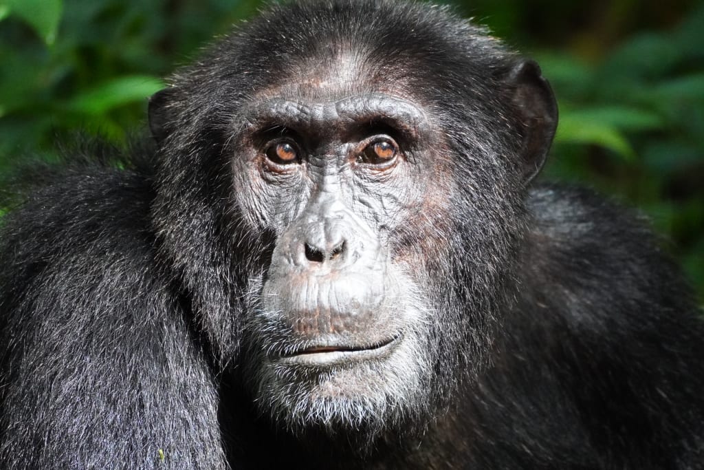 Chimp headshot (male)