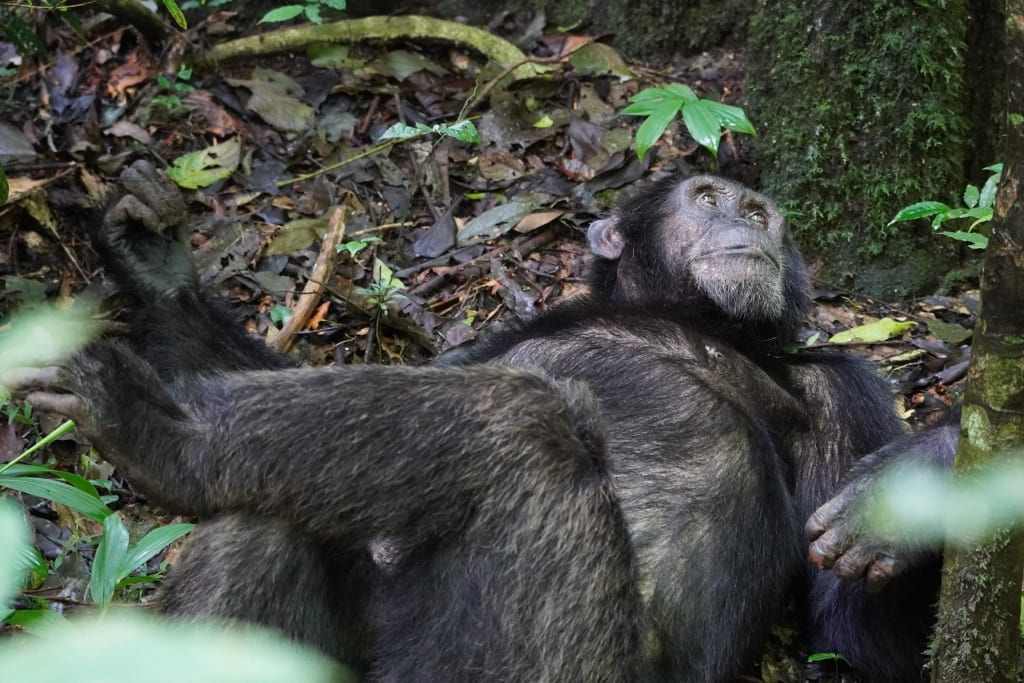 Chimp laying back