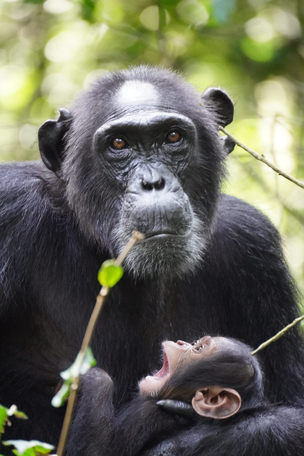 Chimp mother and baby