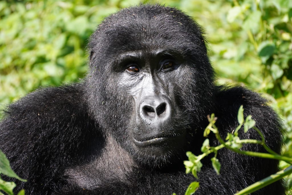 Gorilla headshot (female)
