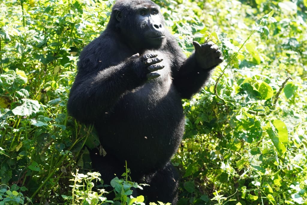 Gorilla pound chest