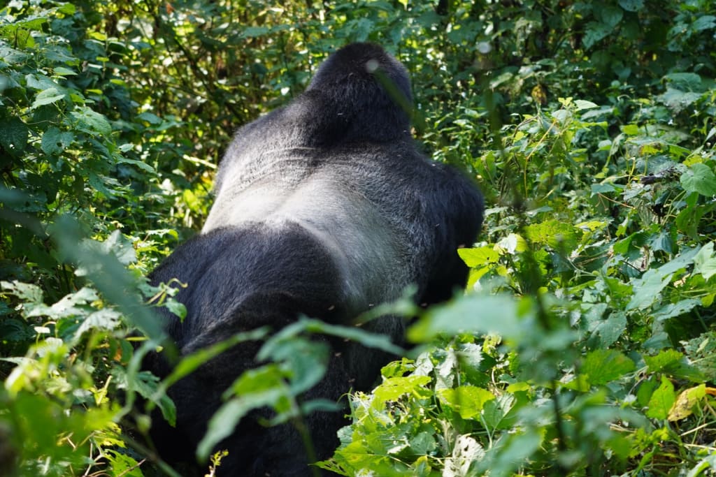 Male gorilla silverback