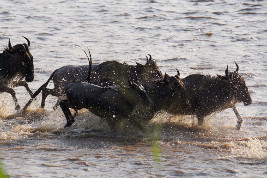 Great migration almost across