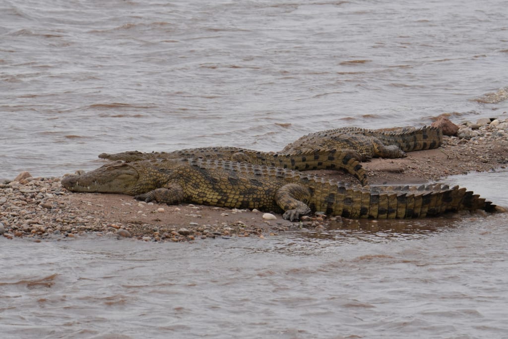 Great migration crocs waiting