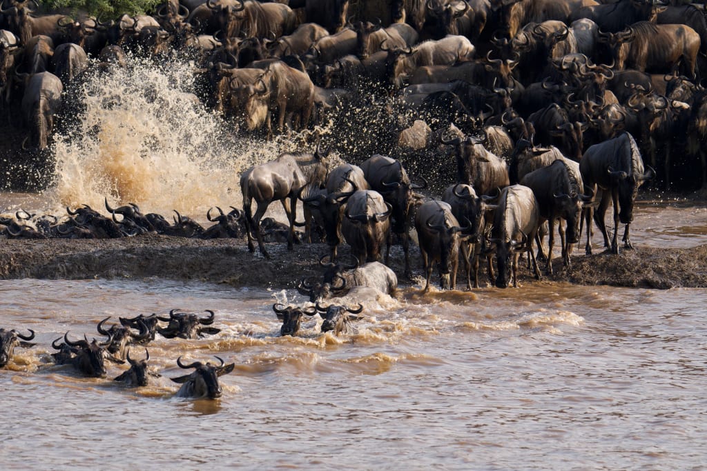 Great migration crossing