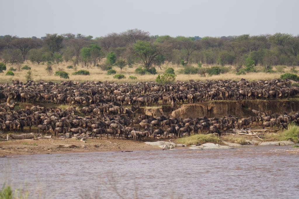 Great migration gathering