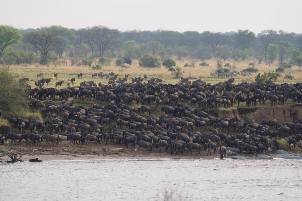 Great Migration gathering banks