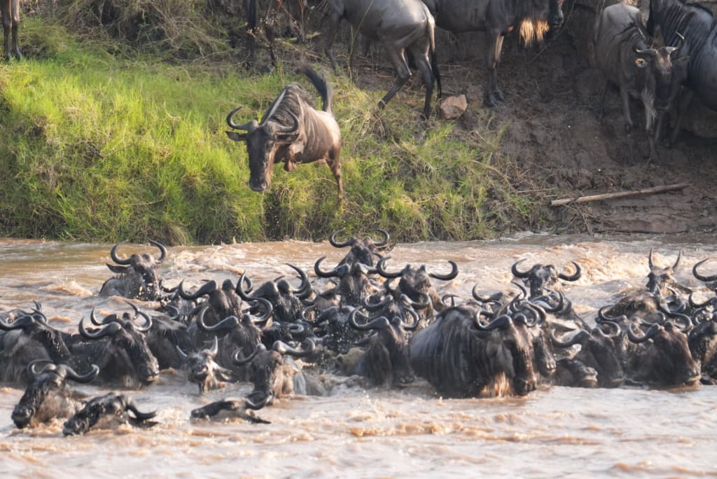 Great migration leap