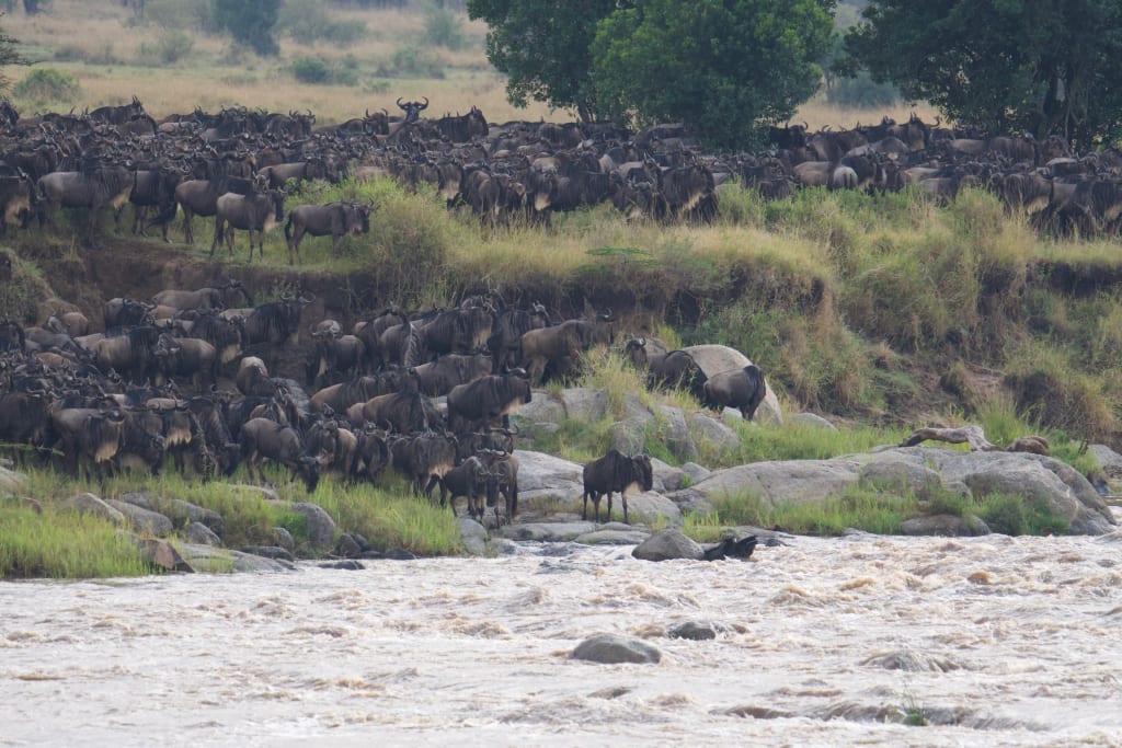 Great Migration peering over