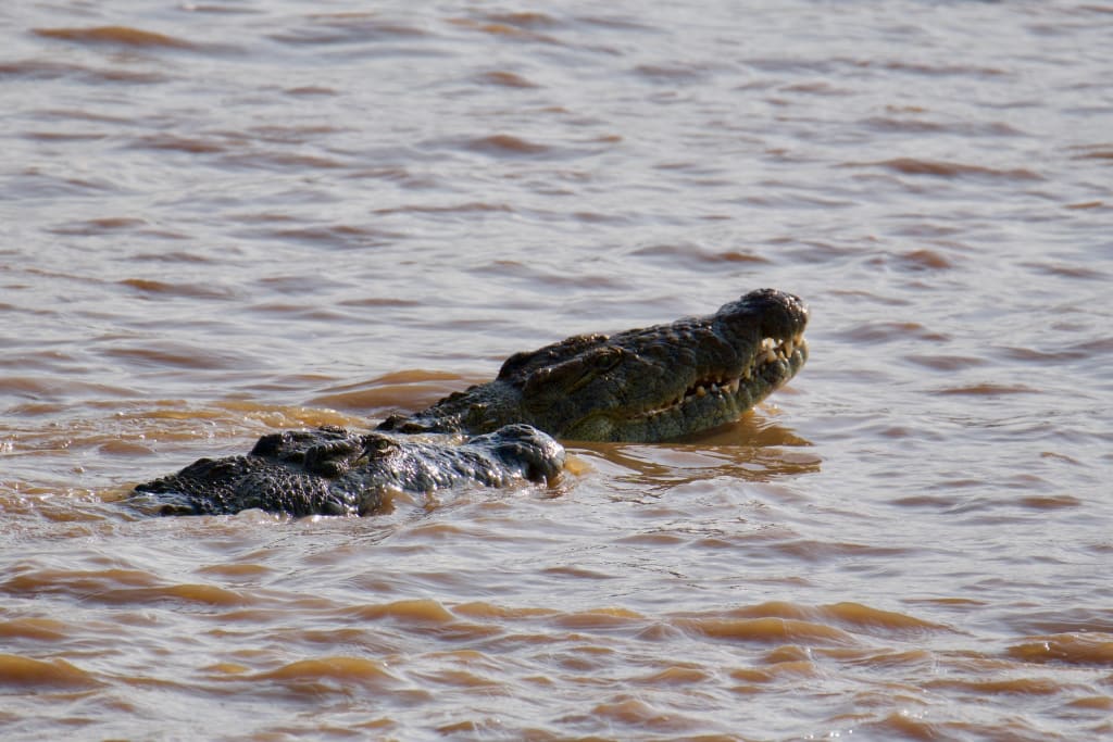 Great migration two crocs approaching