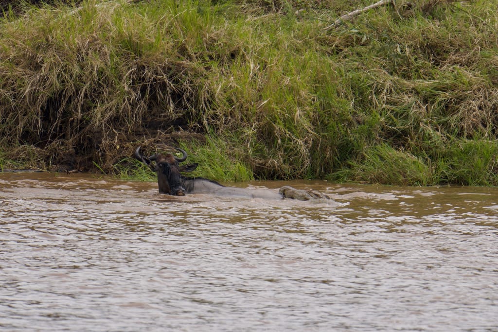 Great migration wildebeest croc rear