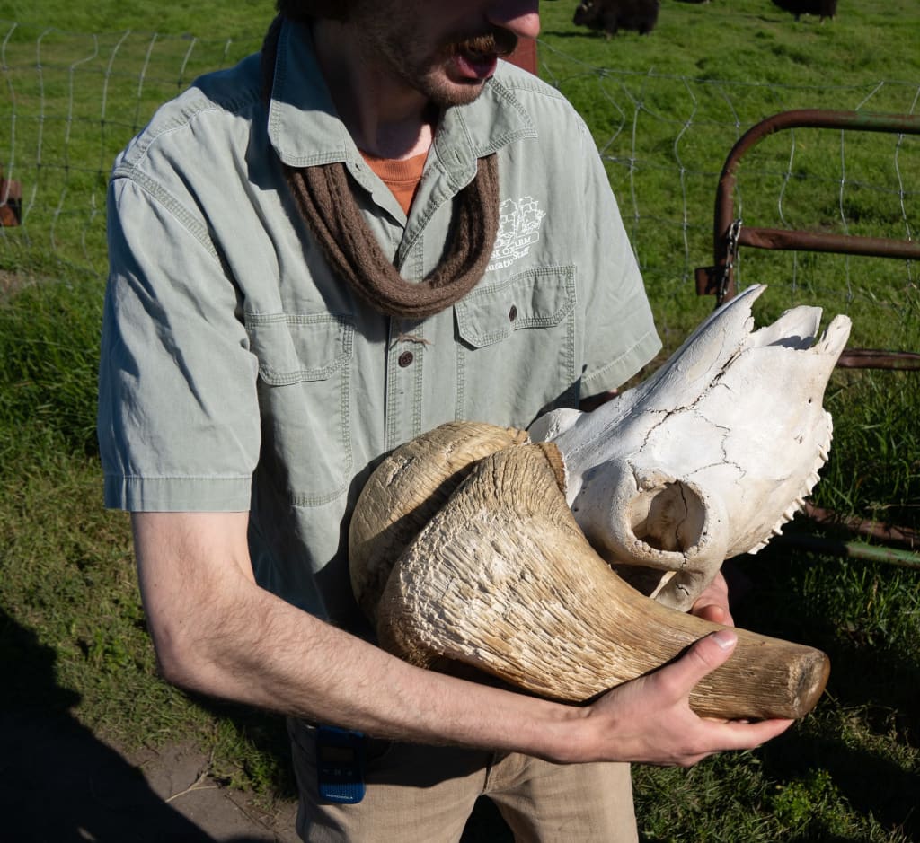 Kathryn holding a musk ox skull at the Musk Ox Farm