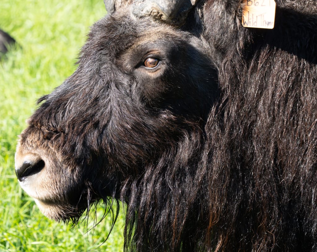A musk ox at the Musk Ox Farm in Palmer, Alaska