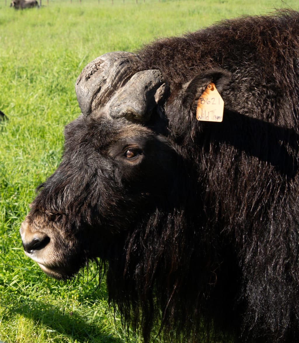 Wild Thyme, a musk ox missing one horn