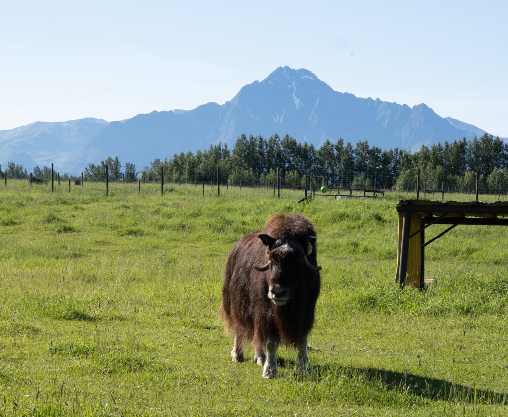A female musk ox at the Musk Ox Farm
