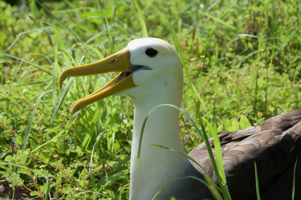 Albatross in the Galápagos