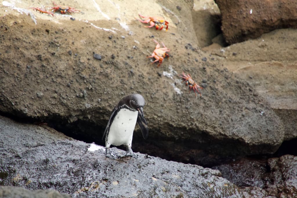 Galápagos penguin preparing to jump into the water on Bartolomé Island