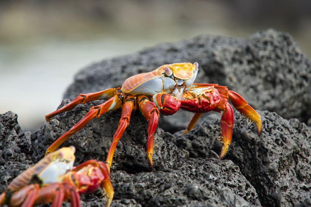 Crab in the Galápagos